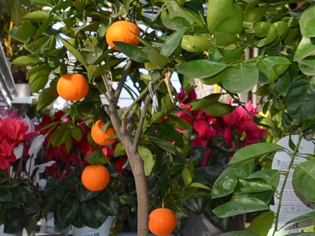 Oranger Montpellier