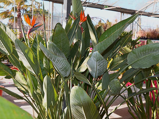 Plantes exotiques Montpellier