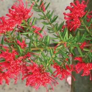 GREVILLEA NEW BLOOD MONTPELLIER