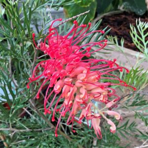 GREVILLEA ROBYN GORDON MONTPELLIER