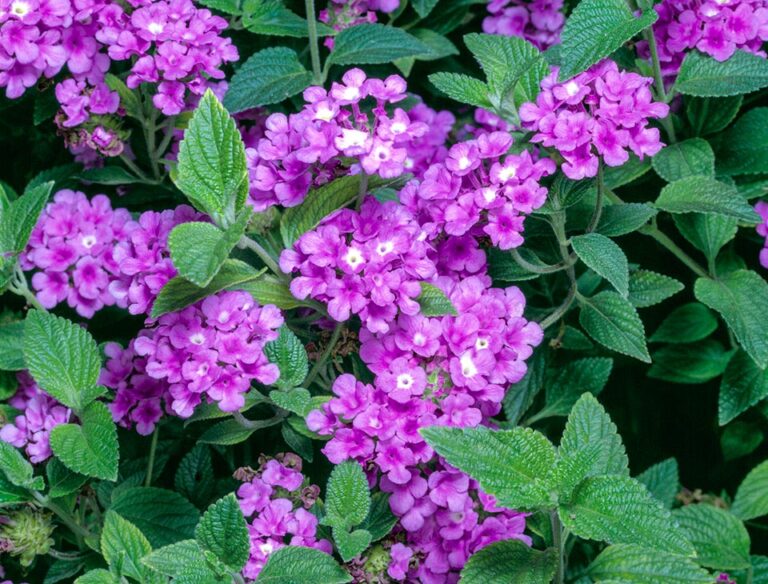 LANTANA SELLOWIANA PEPINIERE MONTPELLIER - Pépinière Sud Jardin 34 ...
